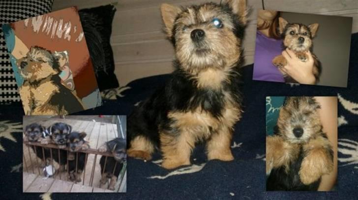 Norwich terrier My - Har selv lavet det (; billede 15