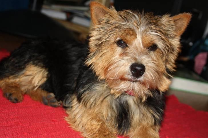 Norwich terrier My billede 16