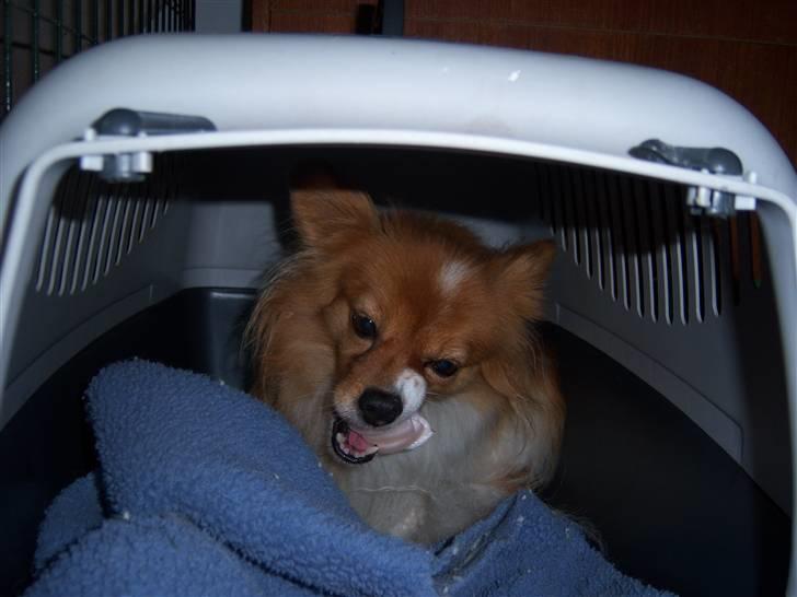 Papillon Lunden´s Cirkeline - Cirkeline hygger sig med et ben i hulen billede 15