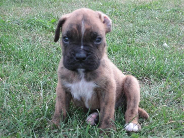 Boxer Tyson billede 1