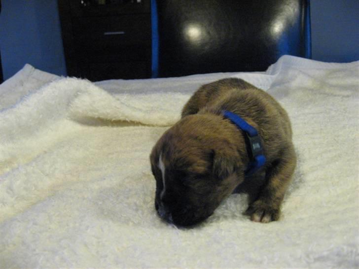 Boxer Tyson billede 2