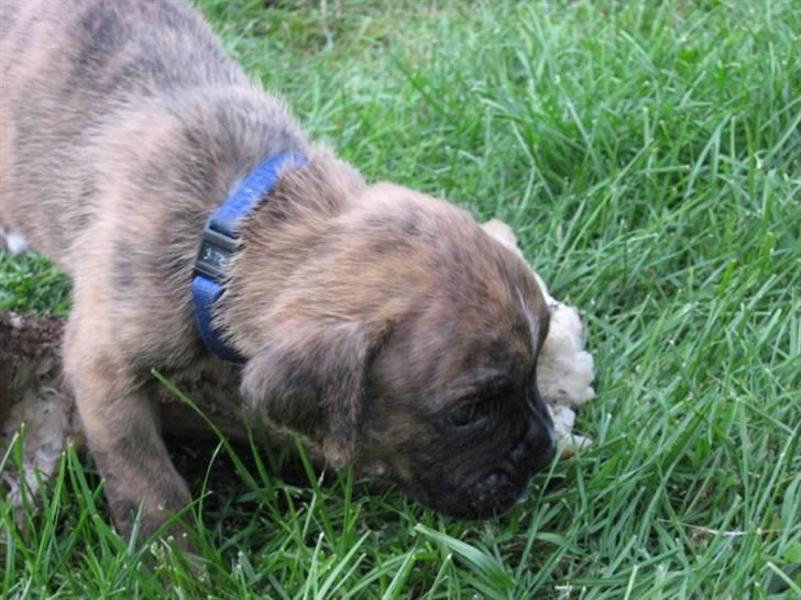 Boxer Tyson billede 3