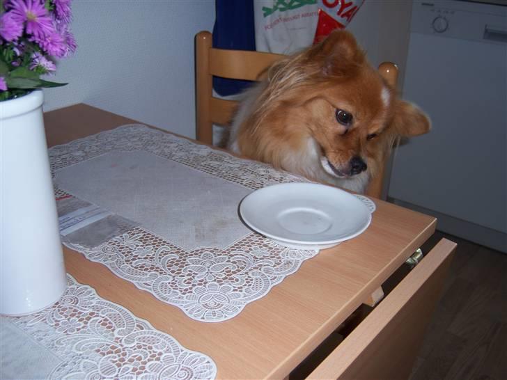 Papillon Lunden´s Cirkeline - Hov Cirkeline du er da kommet til høj bords billede 1