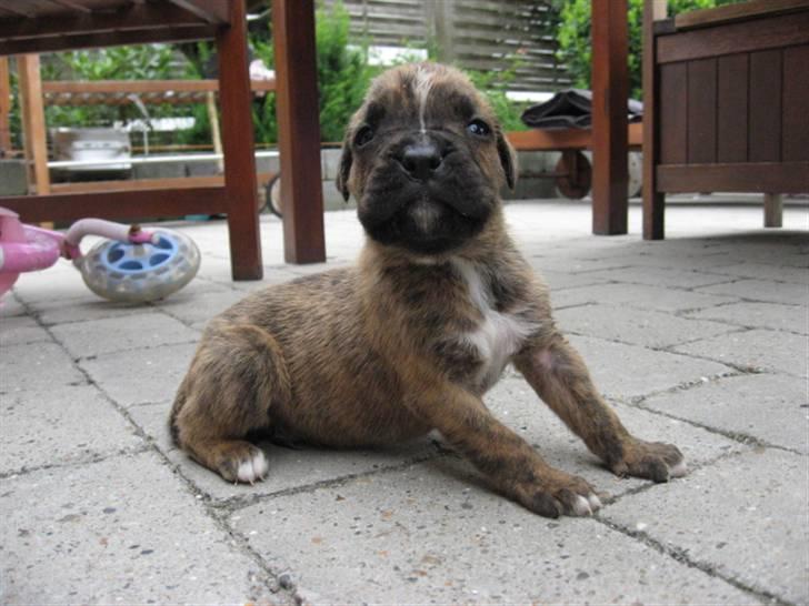 Boxer Tyson billede 4