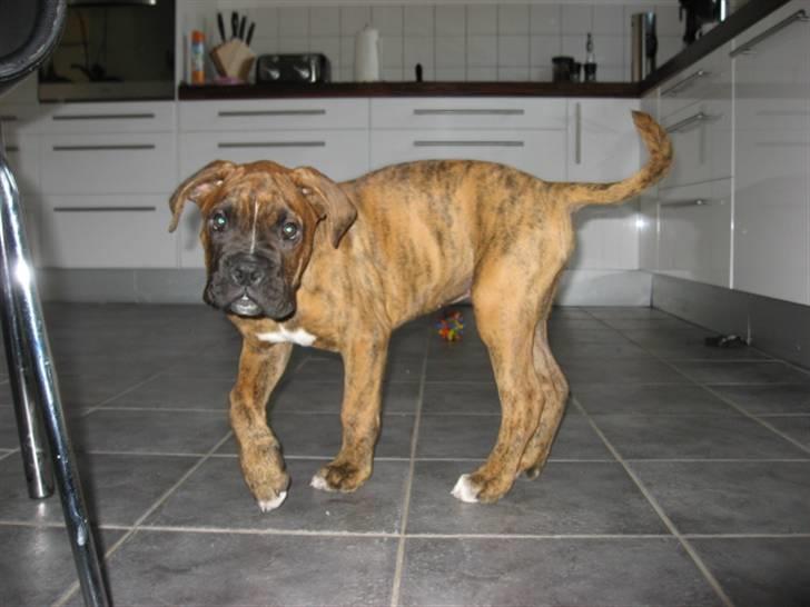 Boxer Tyson billede 5