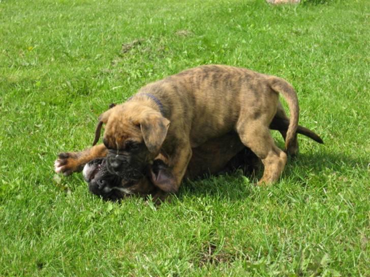 Boxer Tyson billede 6