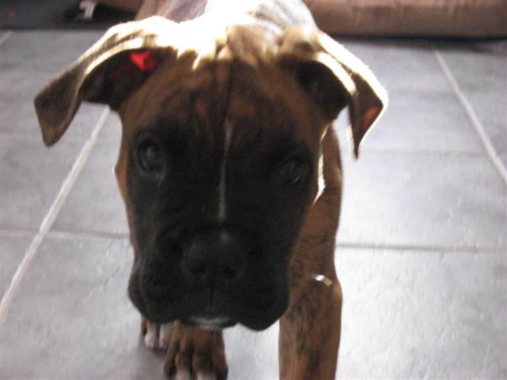 Boxer Tyson billede 7