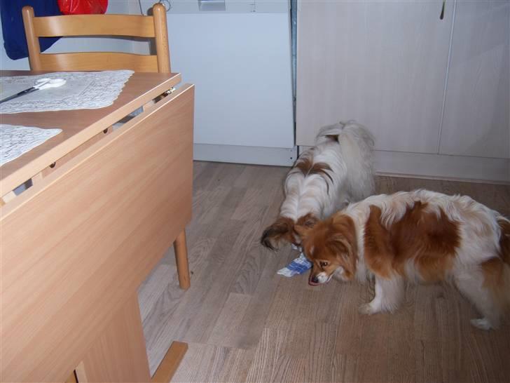 Papillon Lunden´s Cirkeline - Cirkeline og Wilma finder gemt godbidder  billede 16