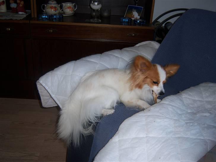 Papillon Westerbo´s Amalie - Amalie ligger og hygger sig med et ben billede 15