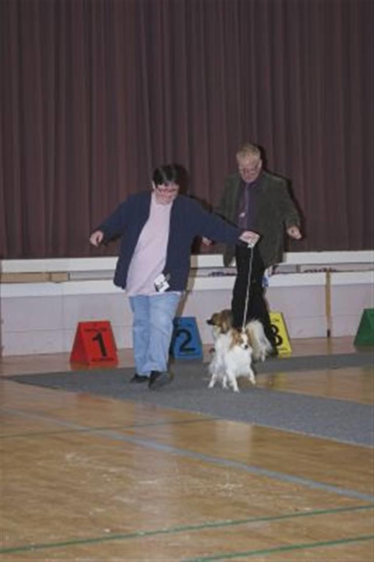 Papillon Westerbo´s Amalie - Flyvende Amalie til udstilling  billede 16