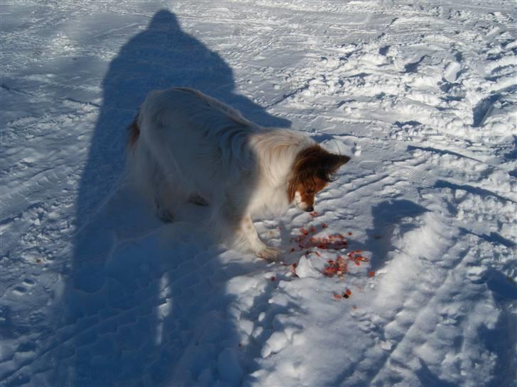 Papillon Spolum´s Wiktoria - Vi får mad uden for selv om det er vinter billede 14