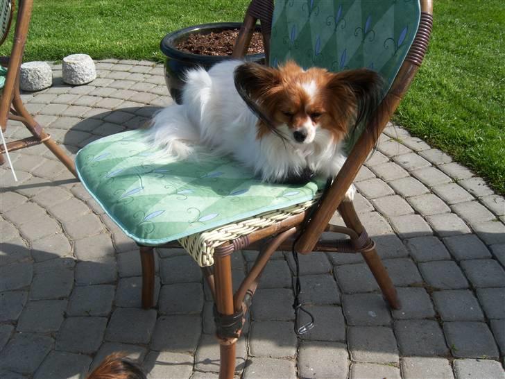 Papillon Spolum´s Wiktoria - Her ligger jeg godt i fred for de andre hunde  billede 15