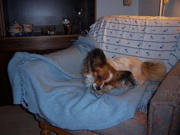 Papillon Spolum´s Wiktoria - Hygger sig med et ben  billede 16