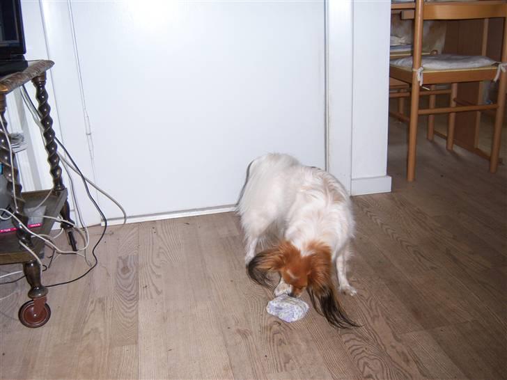 Papillon Spolum´s Wilma - Hvad gemmer sig i pakken Wilma billede 14