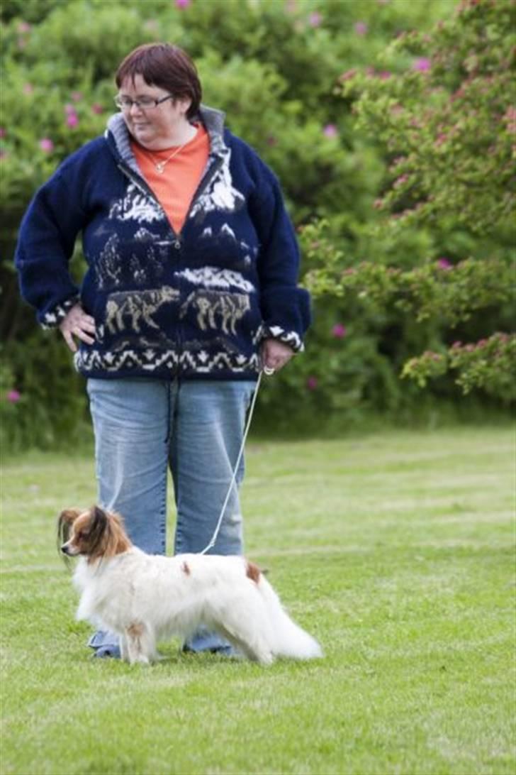 Papillon Spolum´s Wilma - Wilma og jeg til ringtræning billede 15