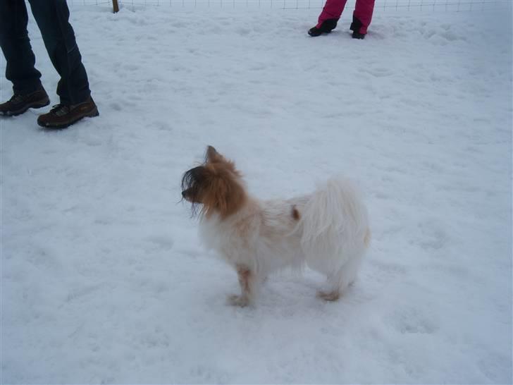 Papillon Spolum´s Wilma - Hvad venter du på Wilma billede 16