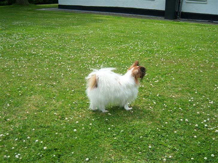 Papillon Westerbo´Anton - Hvad kan du se Anton billede 14