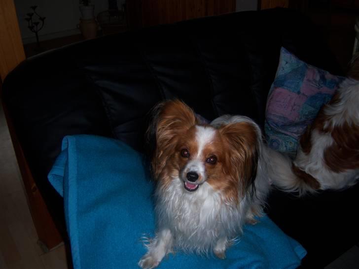 Papillon Westerbo´Anton - Anton billede 15