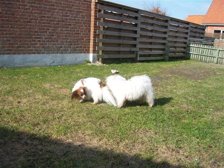 Papillon Westerbo´Anton - Anton på besøg hos Lukas & Fluffy billede 16