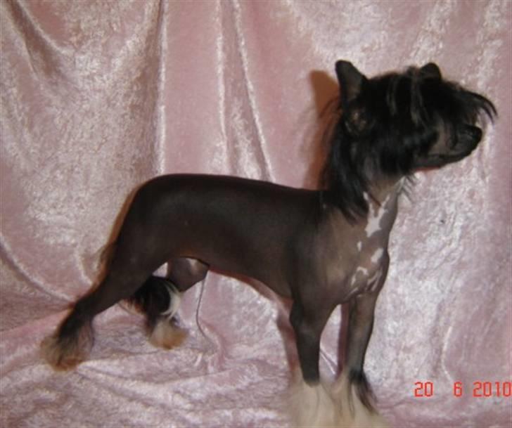 Chinese crested hårløs Belika billede 3
