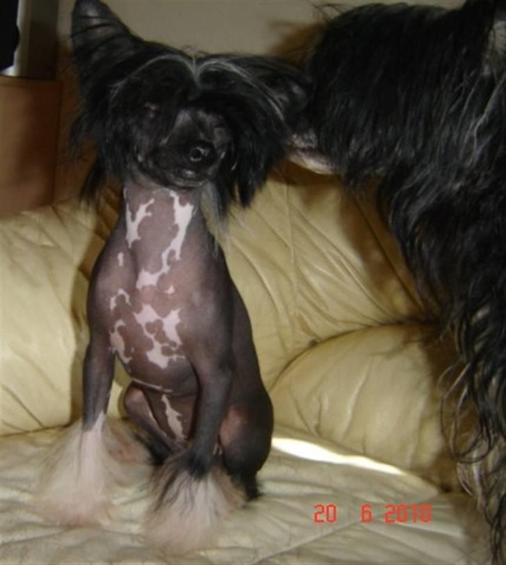 Chinese crested hårløs Belika billede 4