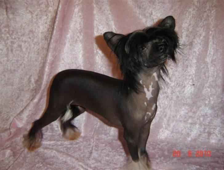 Chinese crested hårløs Belika billede 5