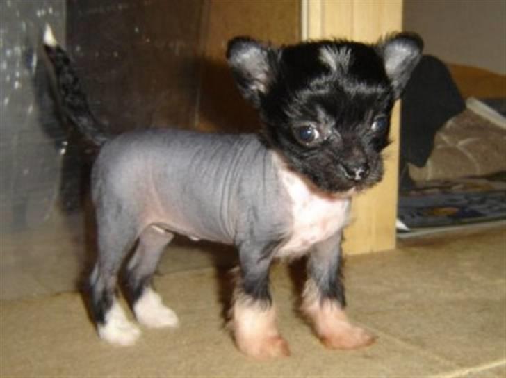 Chinese crested hårløs Belika billede 6