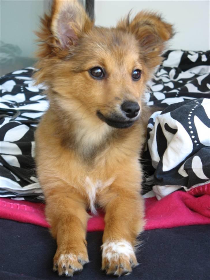 Blanding af racer Laika billede 1