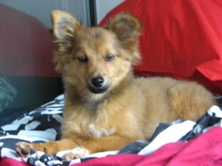 Blanding af racer Laika billede 2