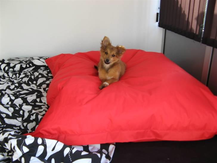 Blanding af racer Laika billede 3