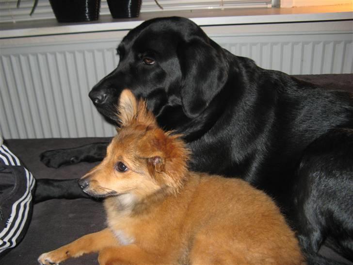 Blanding af racer Laika billede 4