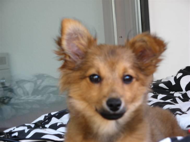 Blanding af racer Laika billede 5