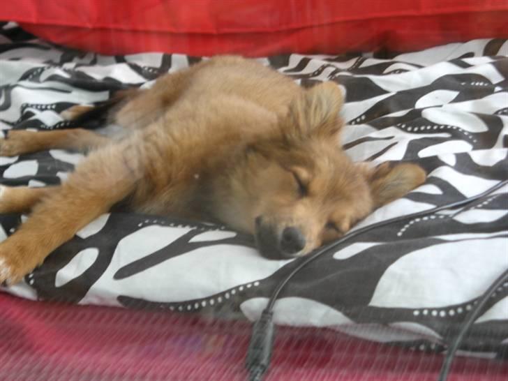 Blanding af racer Laika billede 6