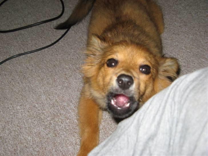 Blanding af racer Laika billede 7