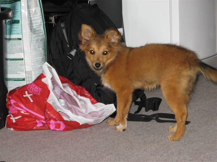 Blanding af racer Laika billede 8