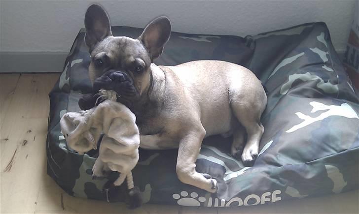 Fransk bulldog Leopold - Så fik jeg lige en ny seng.. :) billede 14