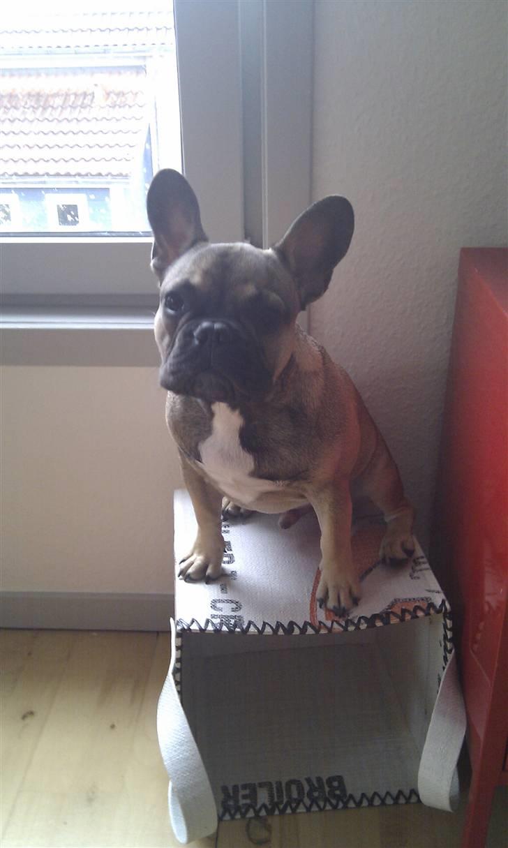 Fransk bulldog Leopold billede 15