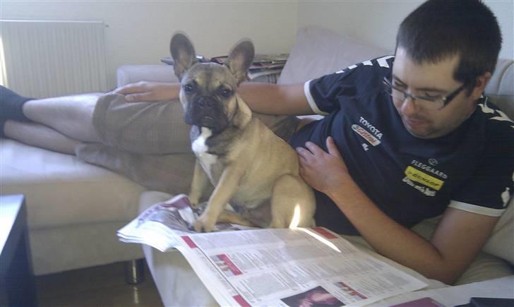 Fransk bulldog Leopold - Jeg hjælper lige far med at læse avis..  billede 16