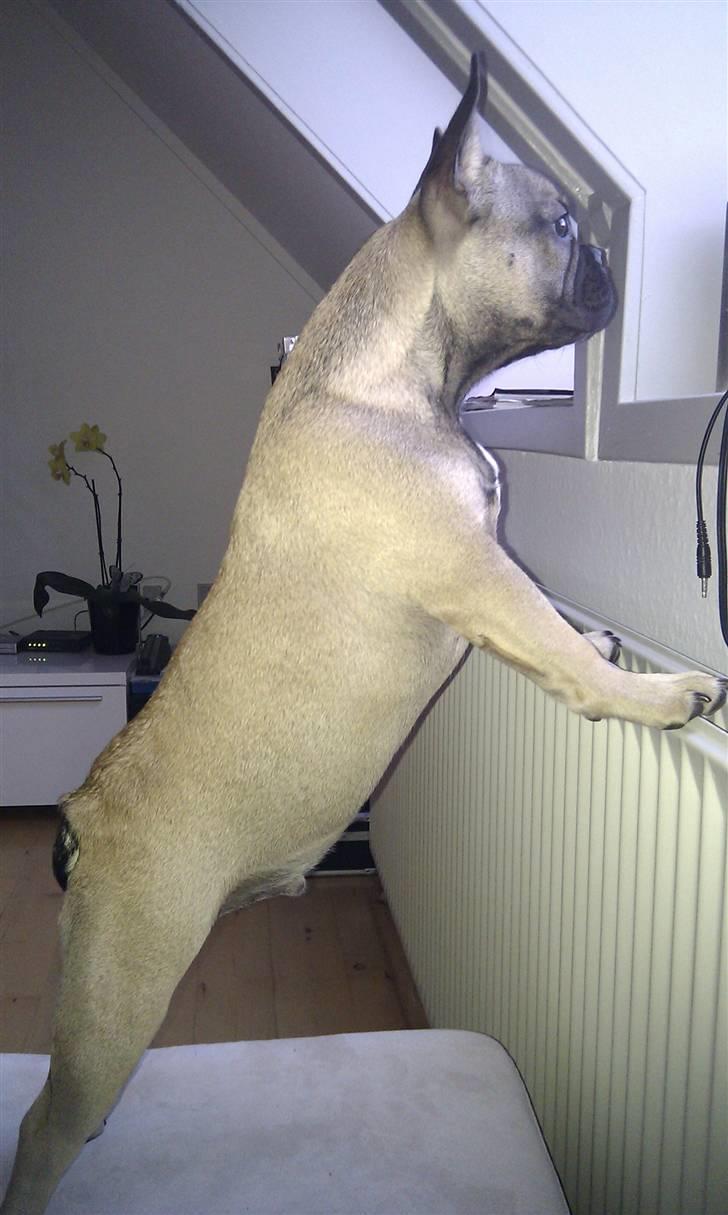 Fransk bulldog Leopold - Så stor jeg er :) billede 17