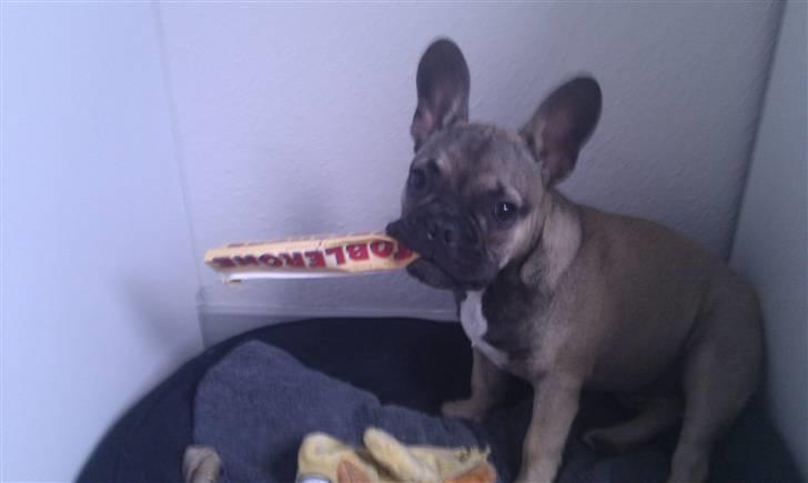 Fransk bulldog Leopold - Mmm.. Pap :) billede 18