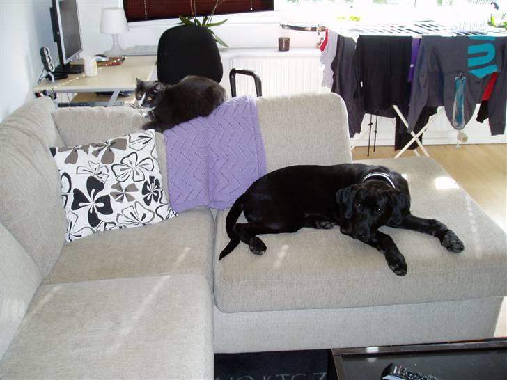 Blanding af racer Ecko broweiler R.I.P billede 15