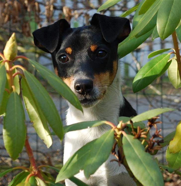 Dansk svensk gaardhund Eyvin*Fået ny ejer* - Forårshygge i haven 2/4-11 billede 3