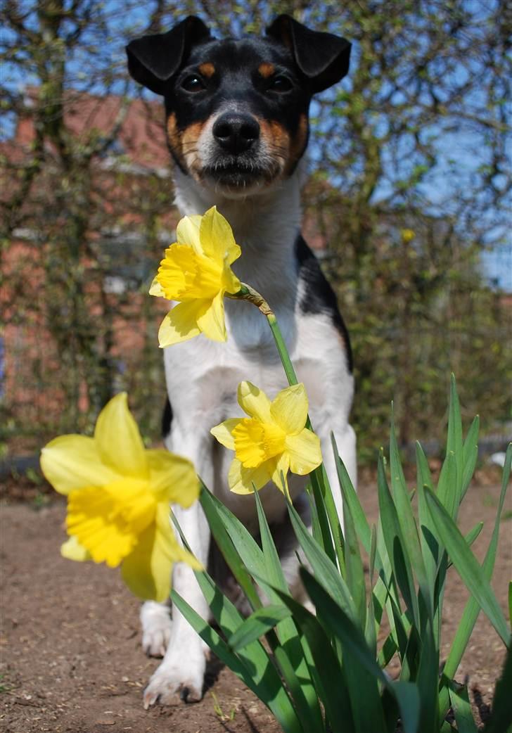 Dansk svensk gaardhund Eyvin*Fået ny ejer* - Så lækkert med sol og påskeliljer :o) 21/4-11 billede 7