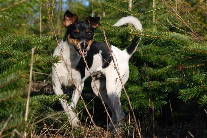 Dansk svensk gaardhund Eyvin*Fået ny ejer* - Eyvin i hundeskoven 30. april 2011 billede 10