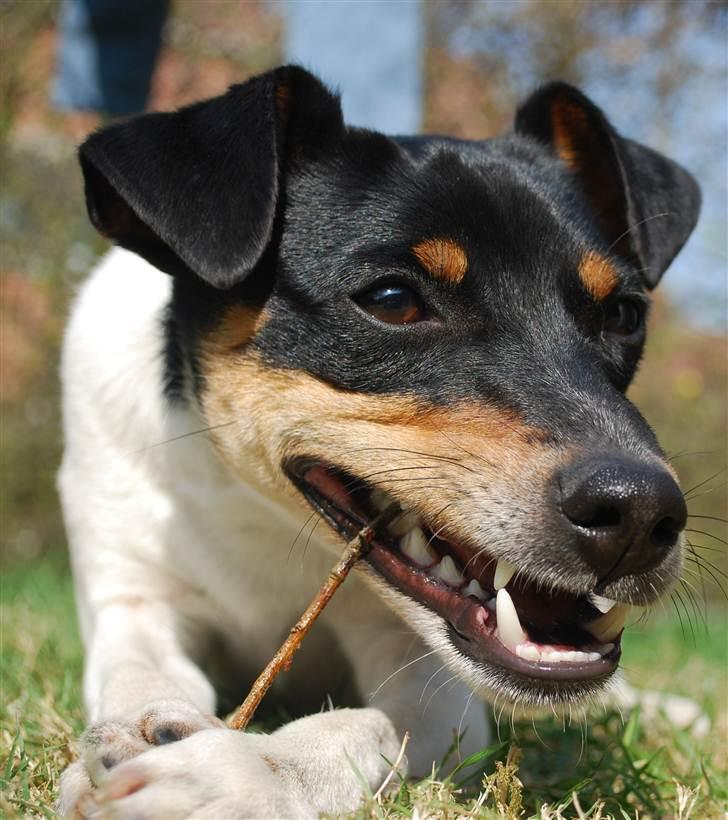 Dansk svensk gaardhund Eyvin*Fået ny ejer* - *Gnaske gnaske* Dejlig pind! 21/4-11 billede 12