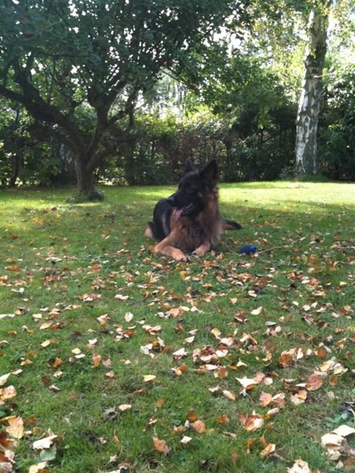 Schæferhund Almebos socco(Sacco) billede 12