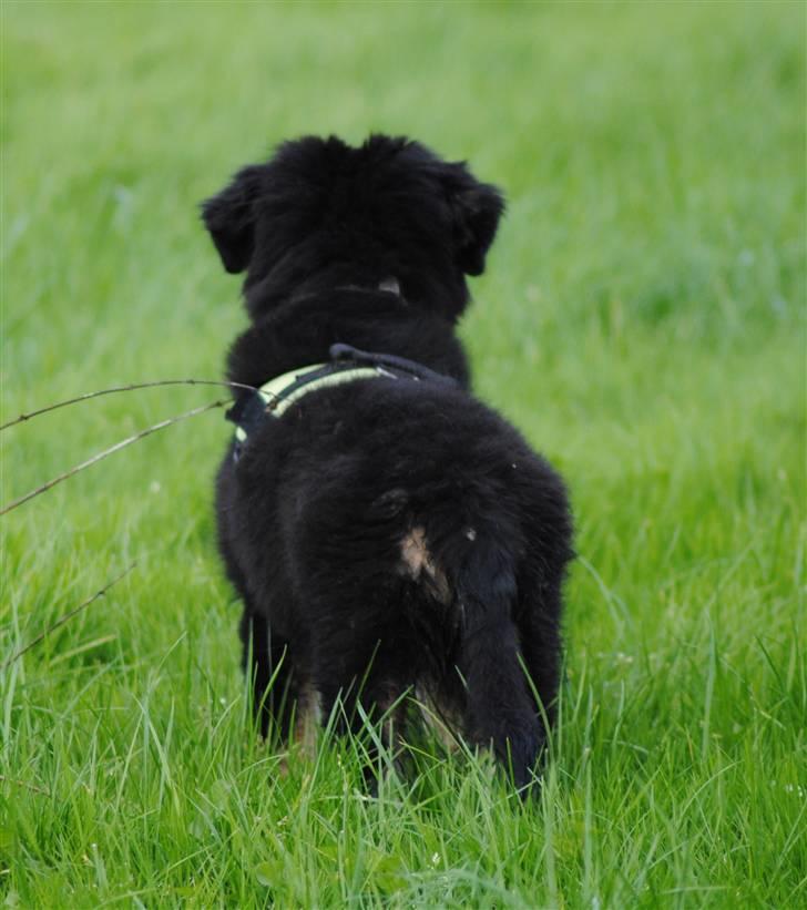 Blanding af racer Buddha - Når enden er god er alting godt ;) billede 16