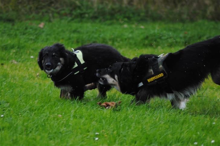 Blanding af racer Buddha billede 17