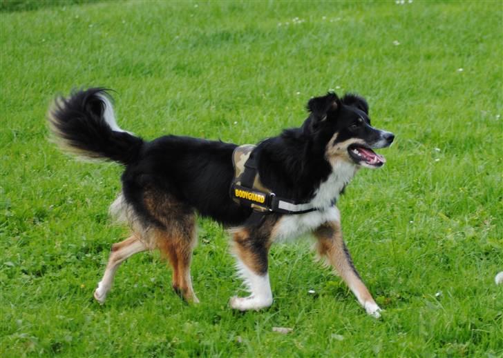 Blanding af racer Basil *R.I.P* billede 16