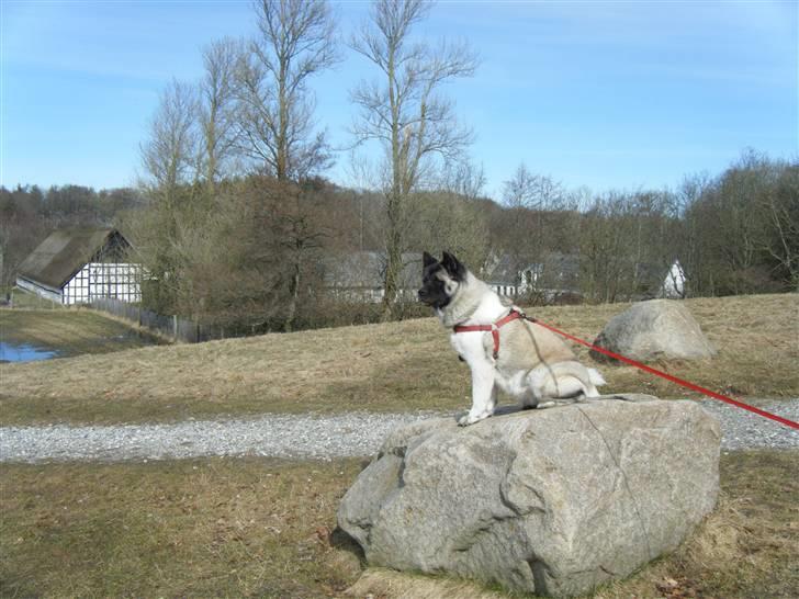 American Akita Suki billede 20